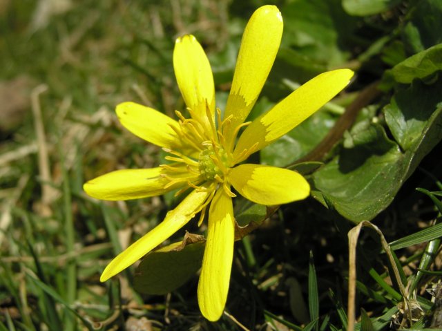 Photograph